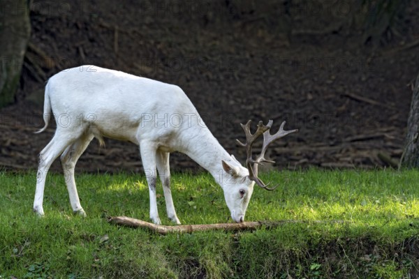 White shovel deer, fallow deer (dama dama), young animal, calf, white fur due to leucism gene mutation, no albino, male with antlers on a meadow at the edge of a forest, Vogelsberg, Büdingen Wildlife Park, Wetterau, Hesse, Germany