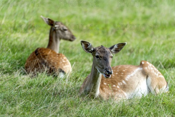 Dams (dama dama) Bald deer, hinds, resting on a meadow at the edge of the forest, Vogelsberg, Büdingen Game Park, Wetterau, Hesse, Germany