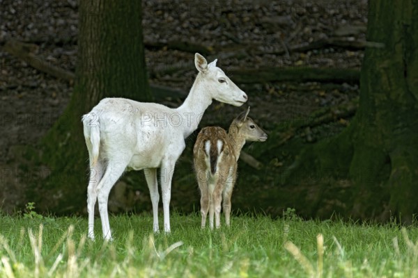 Damson (dama dama), adult doe, white fur due to leucism gene mutation, no albino, with calf on a meadow in a forest clearing, Vogelsberg, Büdingen Game Park, Wetterau, Hesse, Germany