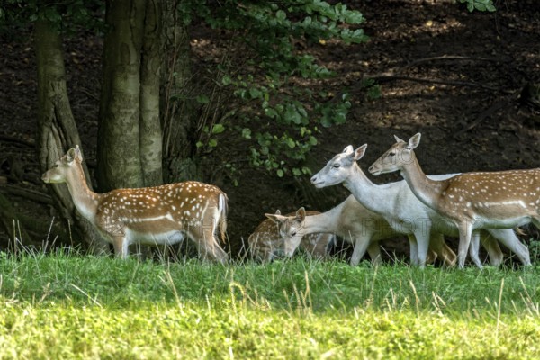 Herd of damas (dama dama) Bald deer, hinds, coloured, spotted and white due to leucism gene mutation, eating grass, grazing on a meadow in a clearing at the edge of a forest, Vogelsberg, Büdingen Wildlife Park, Wetterau, Hesse, Germany