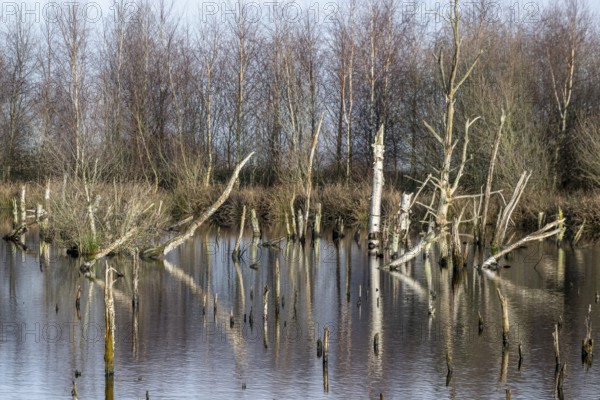 Moorland, Bargerveen, Drenthe, Netherlands