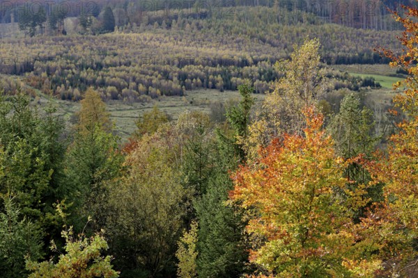View over the autumn forest, Arnsberger Wald nature park Park, North Rhine-Westphalia, Germany
