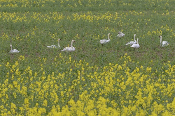 Mute swans (Cygnus olor) in an intercropped field, yellow mustard (Sinapis), North Rhine-Westphalia, Germany