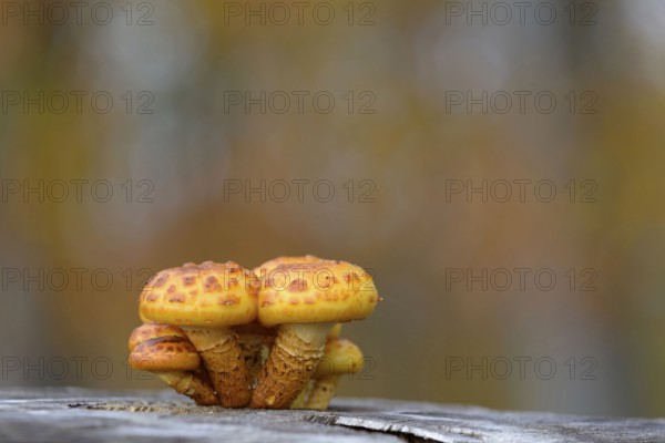 Goldfell-Schüppling (Pholiota aurivella) in autumn forest, Arnsberg Forest nature park Park, North Rhine-Westphalia, Germany
