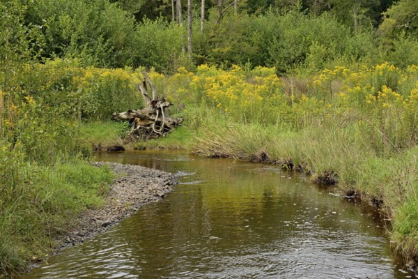Forest stream in the Arnsberg Forest, goldenrod (Solidago) spreading along the bank, inflorescences, Arnsberg Forest nature park Park, North Rhine-Westphalia, Germany