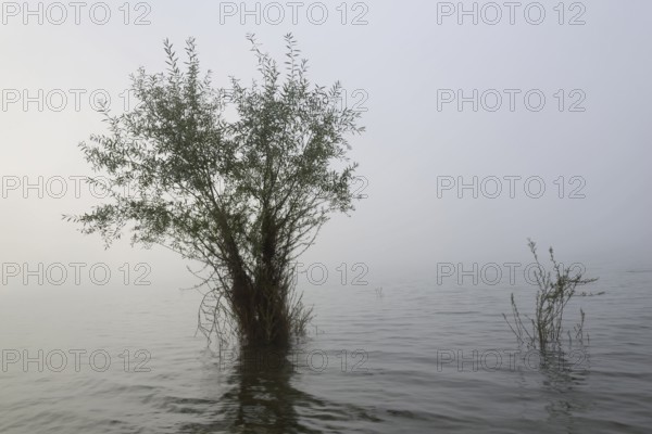 Hennesee, willows (Salix) in the fog, Hennetalsperre, Naturpark Sauerland-Rothaargebirge, North Rhine-Westphalia, Germany