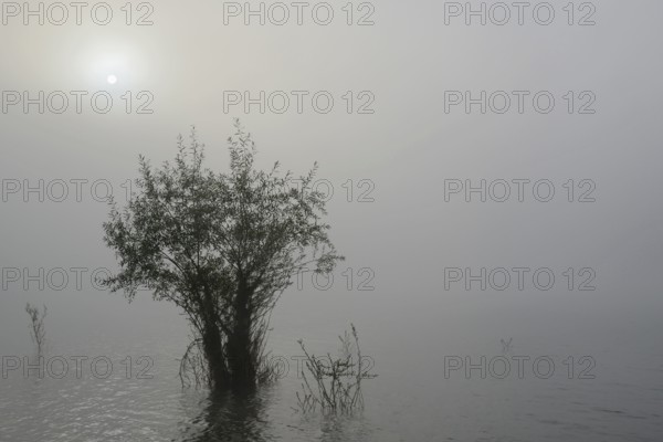 Hennesee, willows (Salix) in the lake, morning sun shining through the dense fog, Hennetalsperre, Naturpark Sauerland-Rothaargebirge, North Rhine-Westphalia, Germany