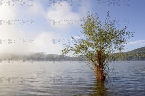 Hennesee, willow (Salix) in the lake, rising fog, blue sky, Hennetalsperre, Naturpark Sauerland-Rothaargebirge, North Rhine-Westphalia, Germany