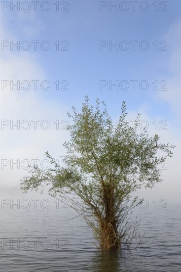 Hennesee, willow (Salix) in the lake, rising fog, blue sky, Hennetalsperre, Naturpark Sauerland-Rothaargebirge, North Rhine-Westphalia, Germany