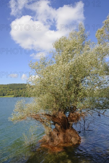 Hennesee, willow (Salix) in the lake, blue cloudy sky, Hennetalsperre, Naturpark Sauerland-Rothaargebirge, North Rhine-Westphalia, Germany