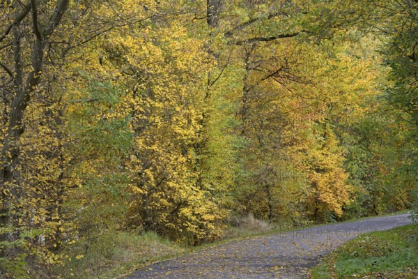 Riverside trail leads through the autumn forest at Möhnesee, Möhnetalsperre, North Rhine-Westphalia, Germany