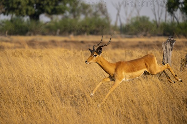 Impala (Aepyceros melampus) male jumping, running, on the run, Xakanaxa, Okavango Delta, Moremi Game Reserve, Botswana