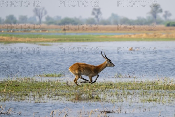 Letschwe or lychee moor antelope (Kobus leche), adult male, Xakanaxa, Okavango Delta, Moremi Game Reserve, Botswana