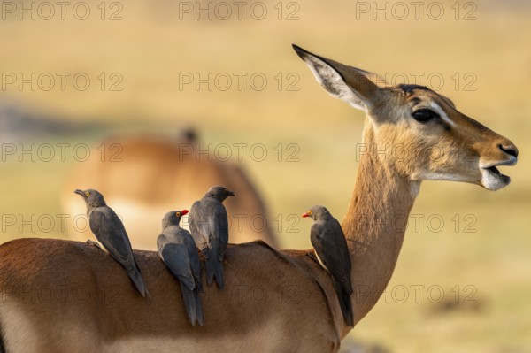Impala (Aepyceros melampus) and red-billed oxpecker (Buphagus africanus), Xakanaxa, Okavango Delta, Moremi Game Reserve, Botswana