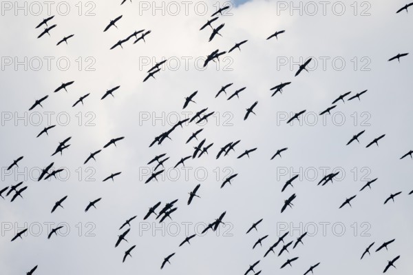 Pink pelican (Pelecanus onocrotalus), flock of birds circling in the sky, birds in flight, Namibia