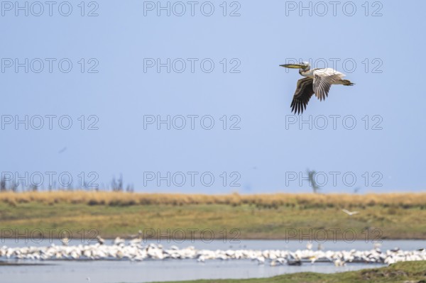 Pink pelican (Pelecanus onocrotalus), flock at the Kavango River, Namibia