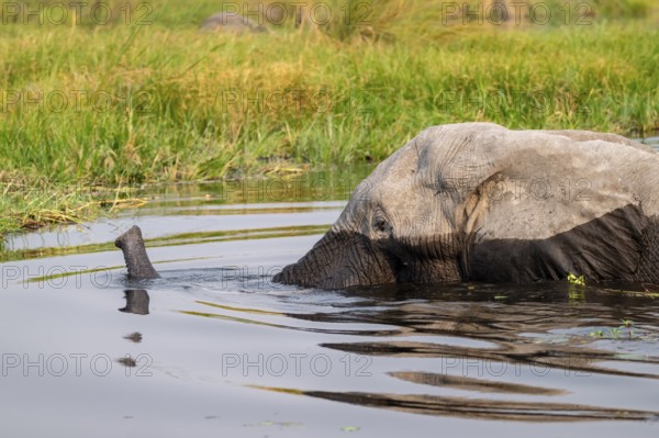 African elephant (Loxodonta africana) swimming in the swamp, Xakanaxa Lagoon, Okavango Delta, Moremi Game Reserve, Botswana