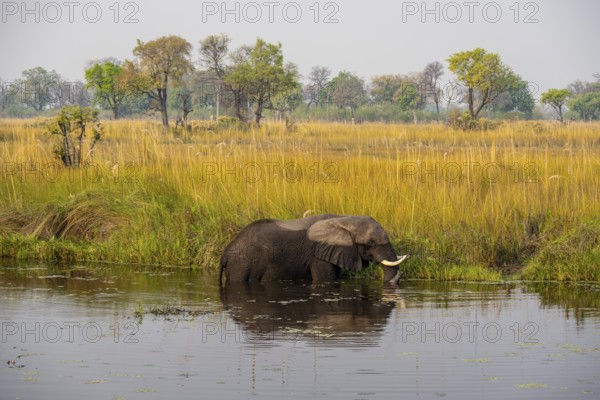 African elephant (Loxodonta africana) in the swamp, Xakanaxa Lagoon, Okavango Delta, Moremi Game Reserve, Botswana
