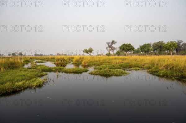 Swamp, Xakanaxa Lagoon, Okavango Delta, Moremi Game Reserve, Botswana