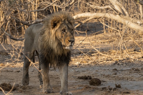Maned lion, lion (Panthera leo), Savuti, Chobe National Park, Botswana