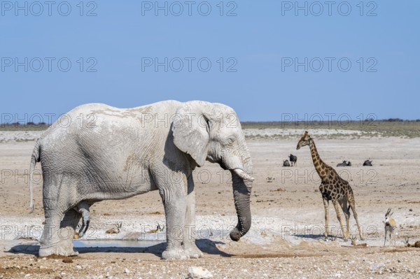 Lone African elephant (Loxodonta africana) drinking at a waterhole, Etosha National Park, Namibia