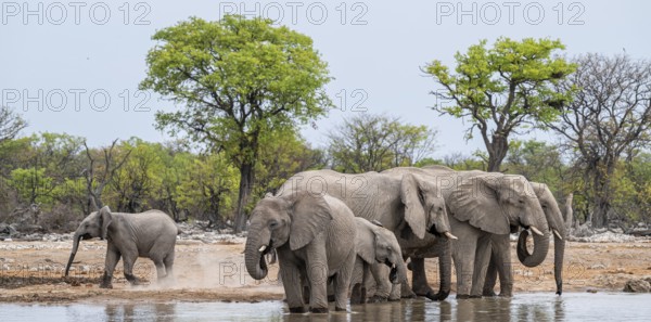 Herd of animals, animal family with young, African elephant (Loxodonta africana) drinking at a waterhole, Etosha National Park, Namibia