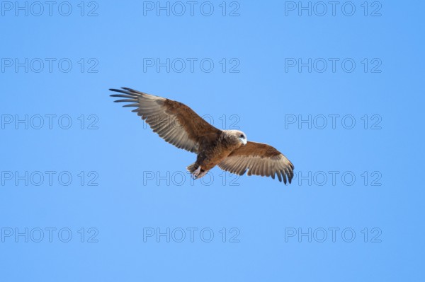 Savannah eagle or eagle of prey (Aquila rapax), bird of prey flying, Etosha National Park, Namibia