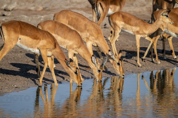 Impala (Aepyceros melampus) drinking at a waterhole, reflection, Savuti, Chobe National Park, Botswana