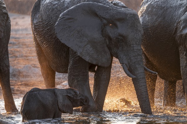 Herd of elephants, African elephant (Loxodonta africana) with young at the waterhole, sunset, Savuti, Chobe National Park, Botswana
