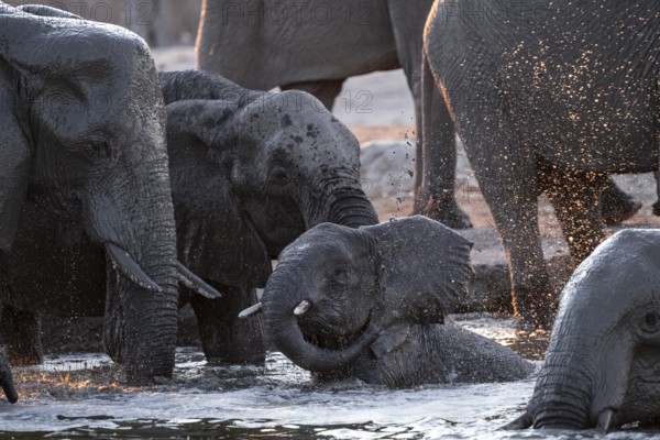Herd of elephants, African elephant (Loxodonta africana) at the waterhole, sunset, Savuti, Chobe National Park, Botswana