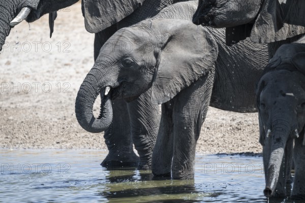 Herd of elephants at a waterhole, African elephant (Loxodonta africana), Savuti, Chobe National Park, Botswana