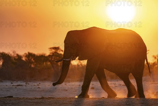 African elephant (Loxodonta africana), sunset, Savuti, Chobe National Park, Botswana