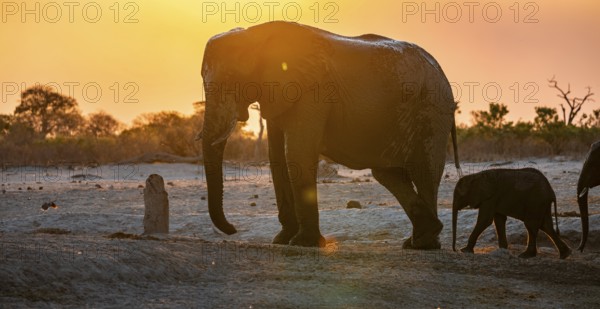 African elephant (Loxodonta africana) with young, sunset, Savuti, Chobe National Park, Botswana