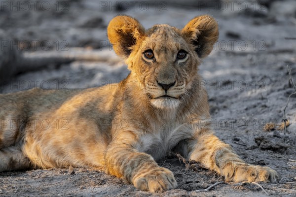 Cub, lion (Panthera leo) lying, Savuti, Chobe National Park, Botswana