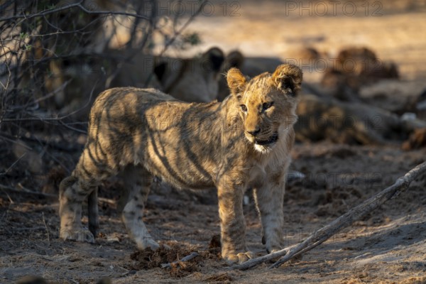 Cub, lion (Panthera leo), Savuti, Chobe National Park, Botswana