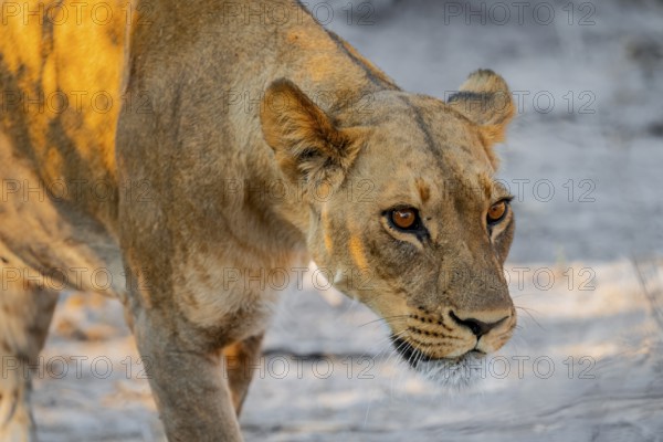 Lioness (Panthera leo), Savuti, Chobe National Park, Botswana