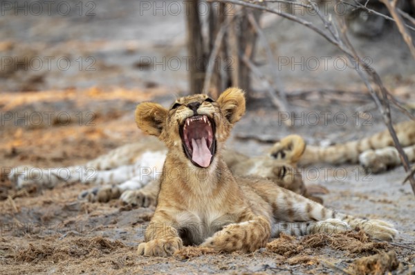 Cub, lion (Panthera leo) yawning and showing teeth, Savuti, Chobe National Park, Botswana