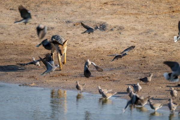 Black-backed jackal (Lupulella mesomelas) hunting pigeons, Savuti, Chobe National Park, Botswana
