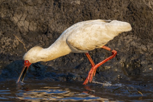 Red-faced spoonbill (Platalea alba) foraging, Ihaha, Chobe National Park, Botswana