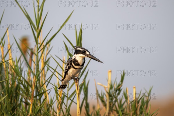 Grey Kingfisher (Ceryle rudis), on the Kavango River, Namibia