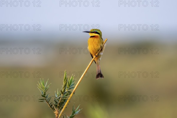 Dwarf spint (Merops pusillus), on the Kavango River, Namibia