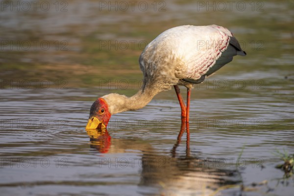 Glutton (Mycteria ibis) in the water foraging on the Chobe River, Ihaha, Chobe National Park, Botswana