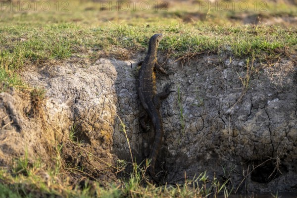 Nile monitor (Varanus niloticus), foraging on the Chobe River, Ihaha, Chobe National Park, Botswana