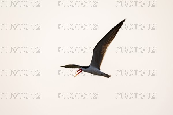 African Skimmer (Rynchops flavirostris), African Skimmer in flight, Ihaha, Chobe National Park, Botswana