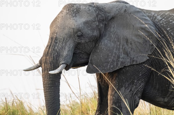Animal portrait, African elephant (Loxodonta africana) feeding among grass, Ihaha, Chobe National Park, Botswana, Africa