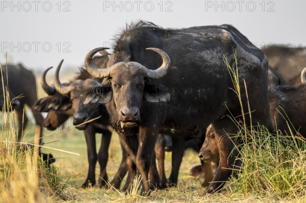 Cape buffalo (Syncerus caffer caffer) grazing, Ihaha, Chobe National Park, Botswana