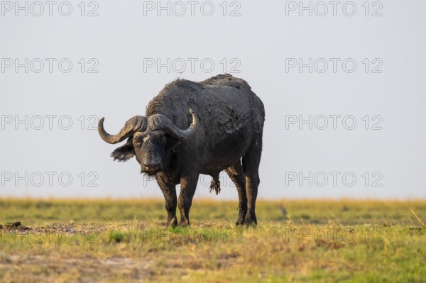 Single Cape buffalo (Syncerus caffer caffer) grazing, Ihaha, Chobe National Park, Botswana