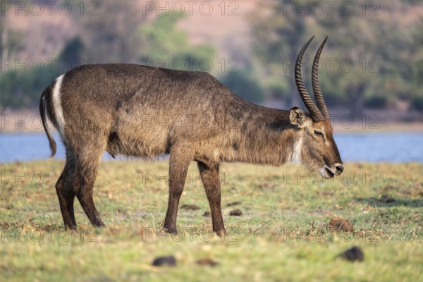 Elliptic waterbuck (Kobus ellipsipiprymnus), male grazing, Ihaha, Chobe National Park, Botswana