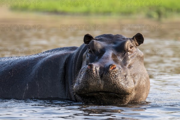 Hippopotamus (Hippopatamus amphibius) in the water, Chobe River, Ihaha, Chobe National Park, Botswana