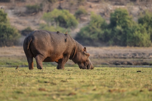 Hippopotamus (Hippopatamus amphibius) grazing, Chobe River, Ihaha, Chobe National Park, Botswana